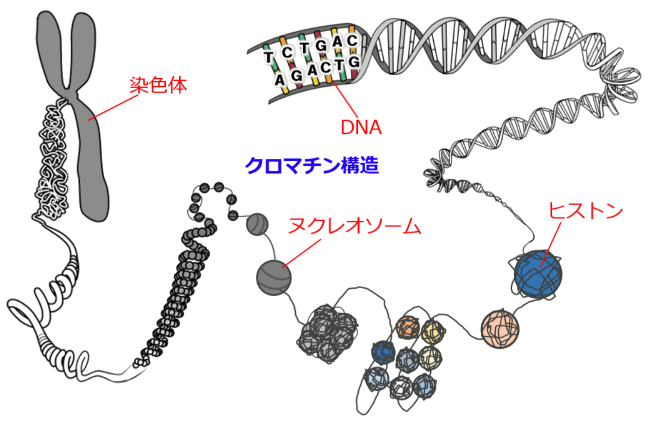 染色体はDNAの集合体である