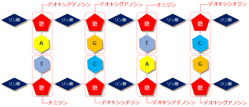 DNA分子構成