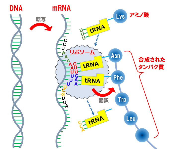 タンパク質合成の仕組み