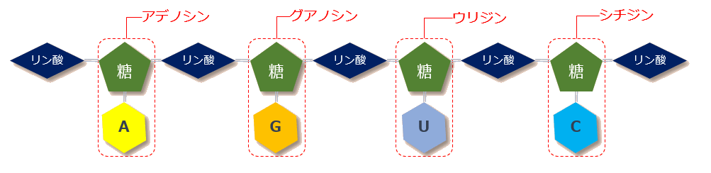 RNA分子構成